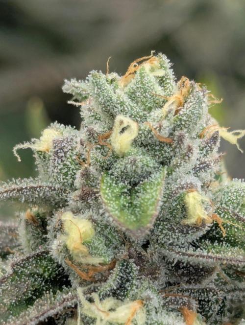 The Keeper - Wizard Trees. Week 13