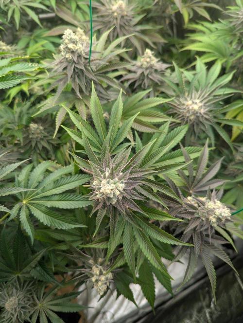 The Keeper - Wizard Trees. Week 13