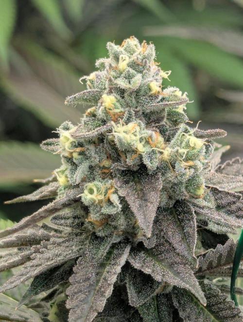 The Keeper - Wizard Trees. Week 13