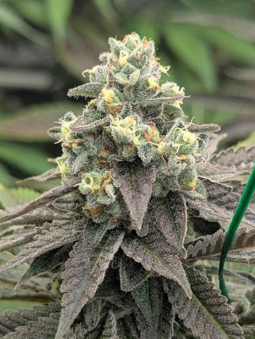 The Keeper - Wizard Trees. Week 13