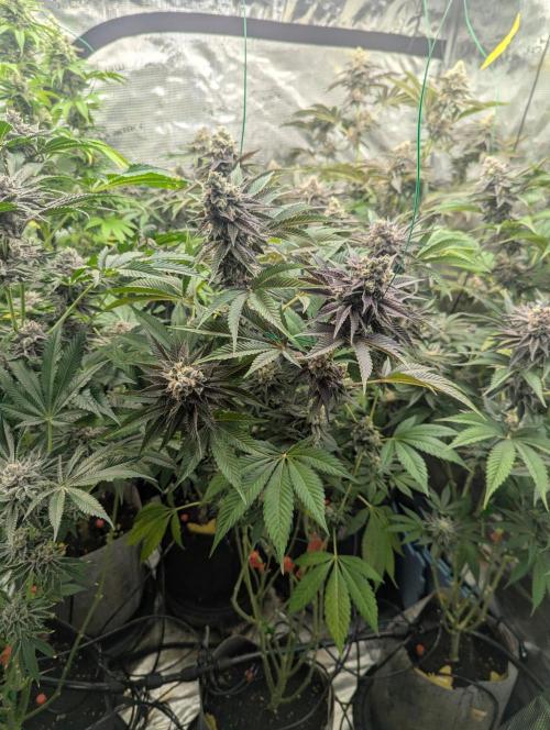 The Keeper - Wizard Trees. Week 13