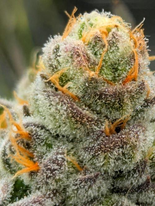 Lemonessence - Doja. Week 13