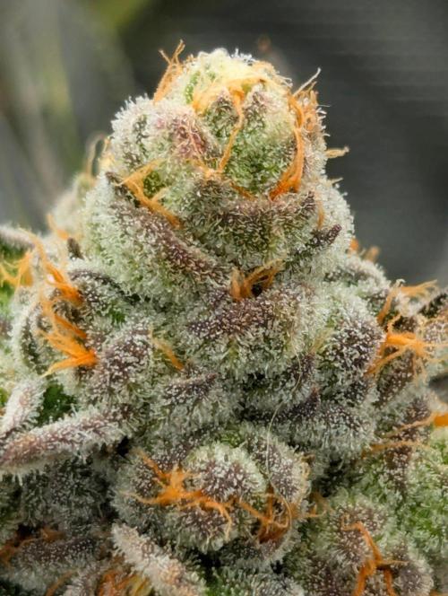 Lemonessence - Doja. Week 13