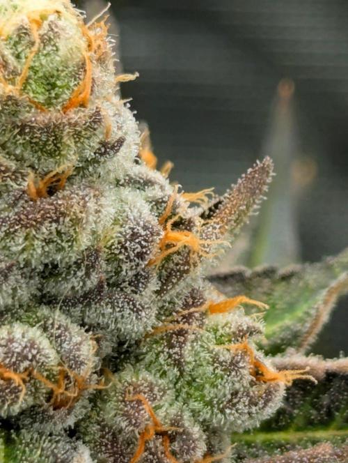 Lemonessence - Doja. Week 13