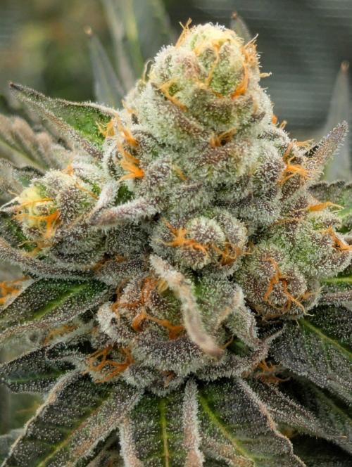 Lemonessence - Doja. Week 13