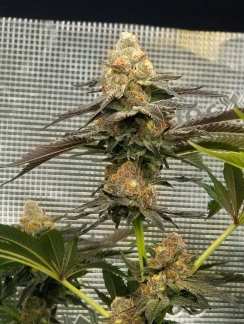 Lemonessence - Doja. Week 13
