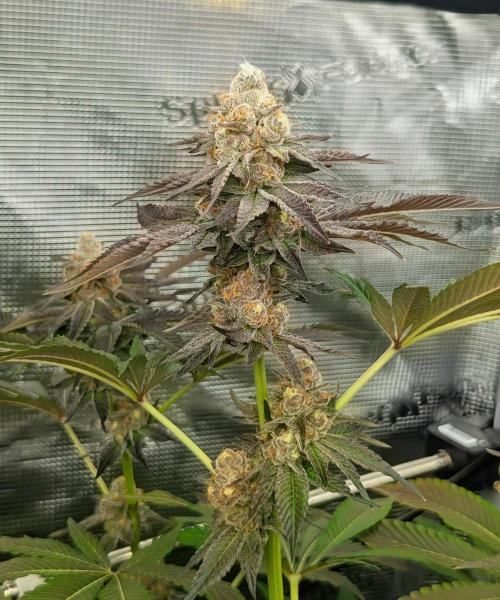 Lemonessence - Doja. Week 13