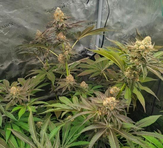 Lemonessence - Doja. Week 13