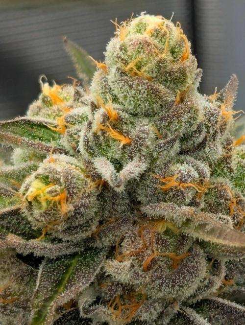 Lemonessence - Doja. Week 13