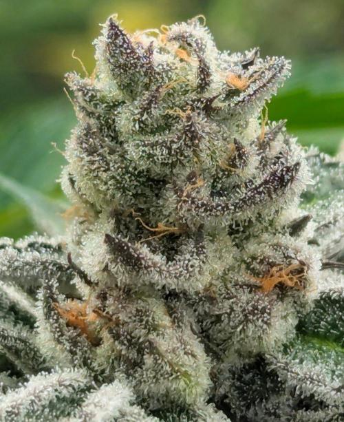 Black Lobster - Cipher Genetics. Week 13