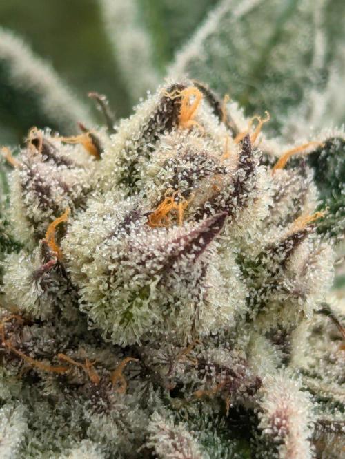 Black Lobster - Cipher Genetics. Week 13