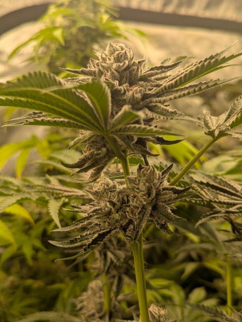Black Lobster - Cipher Genetics. Week 13