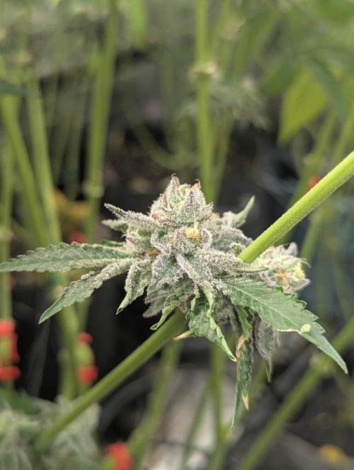 Black Lobster - Cipher Genetics. Week 13