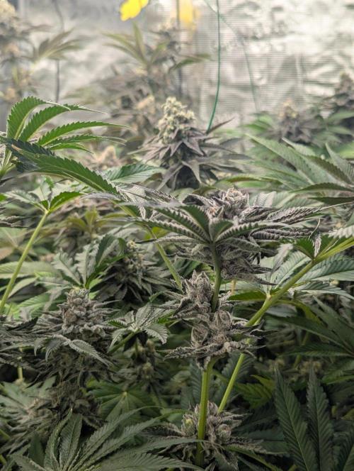 Black Lobster - Cipher Genetics. Week 13