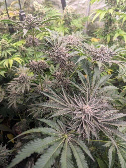 Black Lobster - Cipher Genetics. Week 13