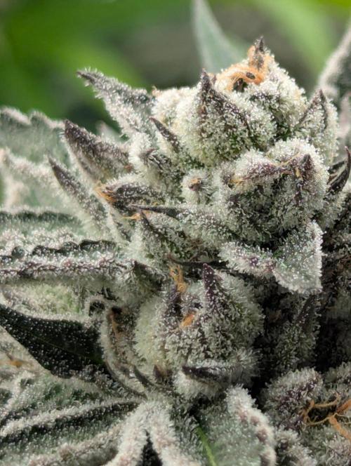 Black Lobster - Cipher Genetics. Week 13