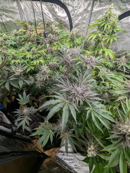 Black Lobster - Cipher Genetics. Week 13