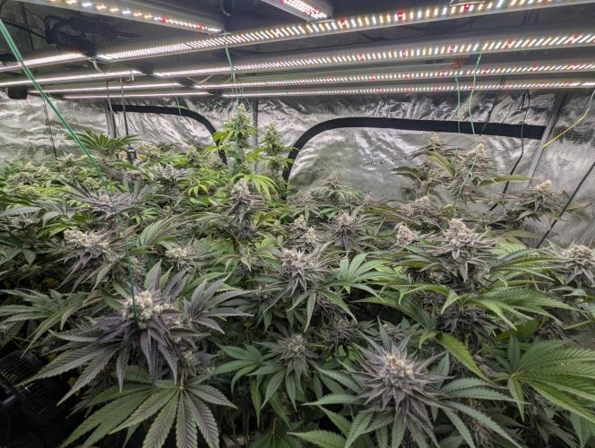 Black Lobster - Cipher Genetics. Week 13