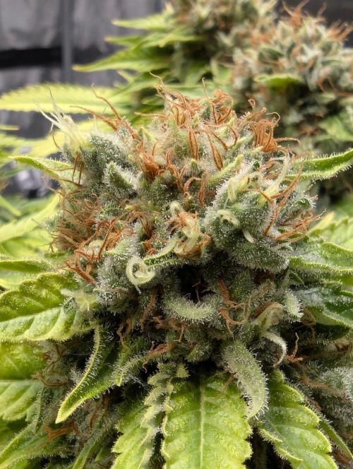 Girl Scout Cookies - Kannabia. Week 13