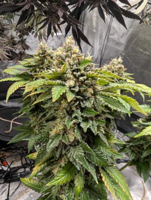 Privileged Baddie - Anesia Seeds. Week 13
