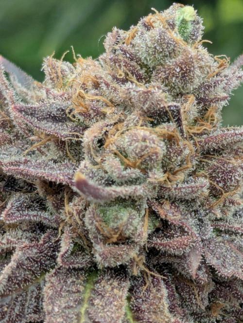Zorroz v2 - Nine Weeks Harvest. Week 14