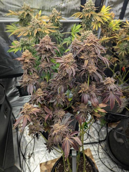 Zorroz v2 - Nine Weeks Harvest. Week 14