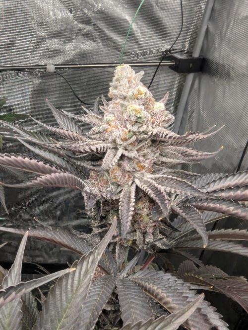 Black Beretta - Cipher Genetics. Week 14