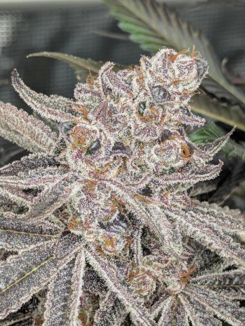 New Money - Compound Genetics. Week 14