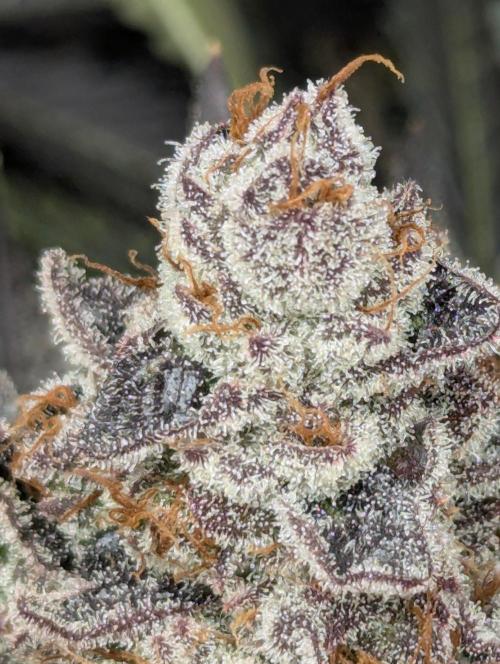 New Money - Compound Genetics. Week 14