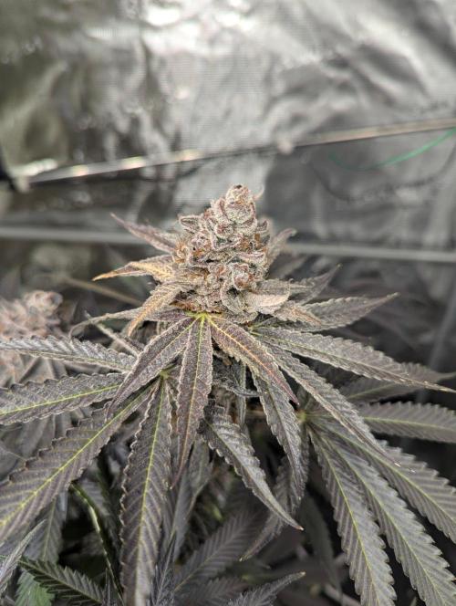 New Money - Compound Genetics. Week 14