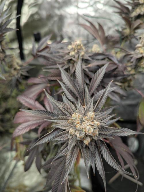 The Keeper - Wizard Trees. Week 14