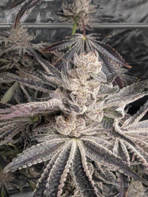 Black Lobster - Cipher Genetics. Week 14