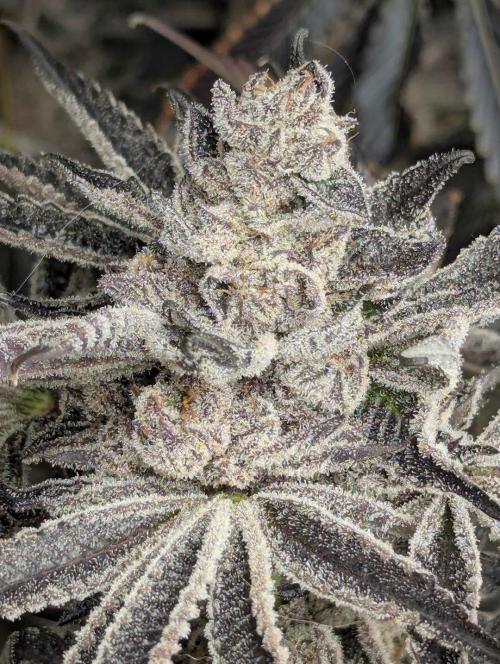 Black Lobster - Cipher Genetics. Week 14