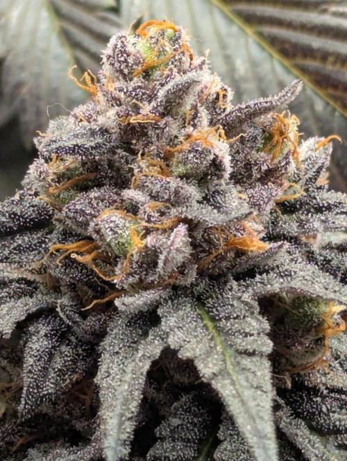 Studio Cherry - Wizard Trees. Week 15