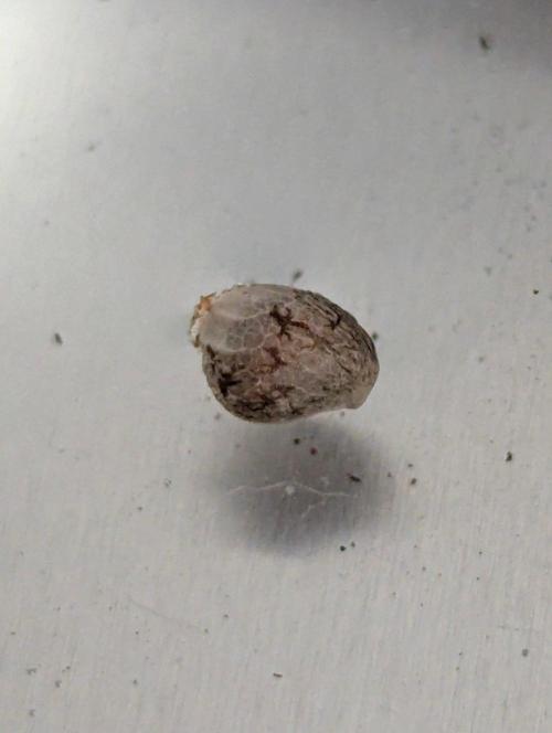 Zoapium - Doja. Week 0