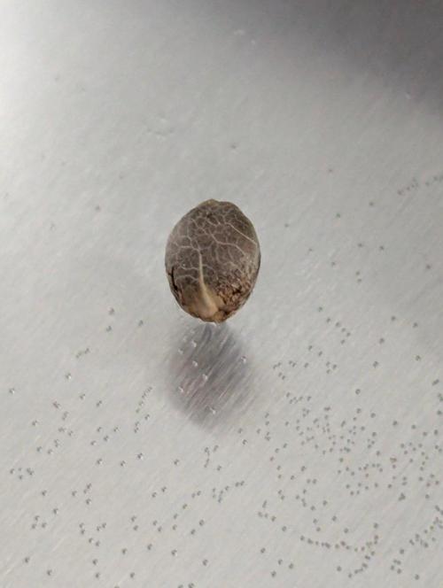 Sapphire Solstice - Doja. Week 0