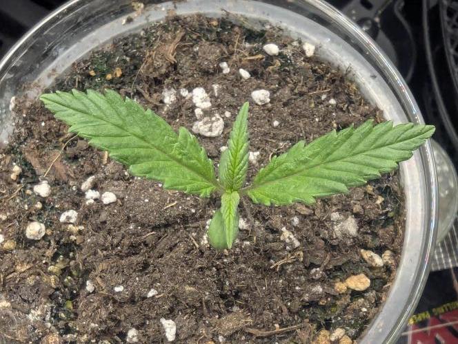 Strawberry Gorilla Auto - FastBuds. Week 1