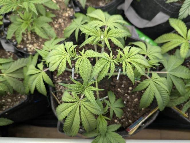 Holy Snow - Greenhouse Seed Co.. Week 5