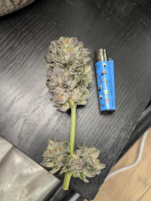 British Delight - Wizard Trees. Week 14