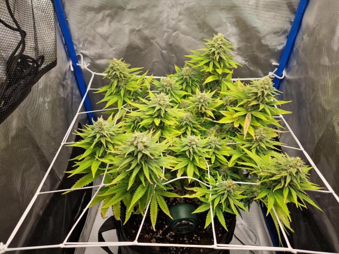 Painkiller XL. Week 11