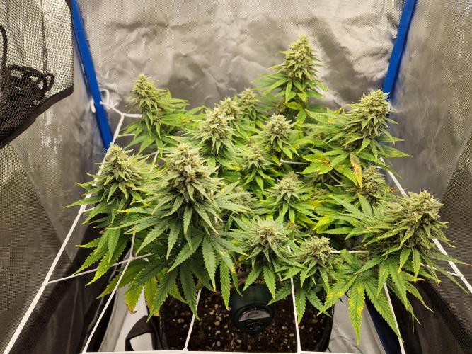 Painkiller XL. Week 12