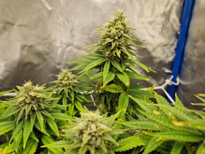 Painkiller XL. Week 12