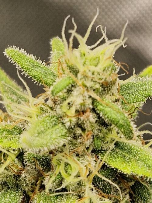 Painkiller XL. Week 12