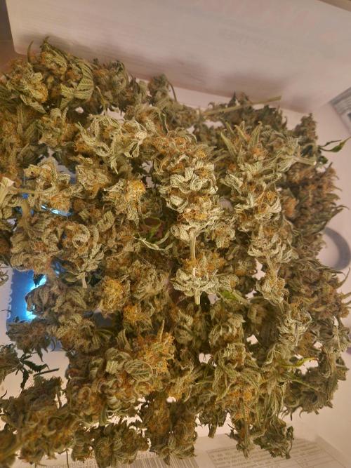 Painkiller XL. Week 13