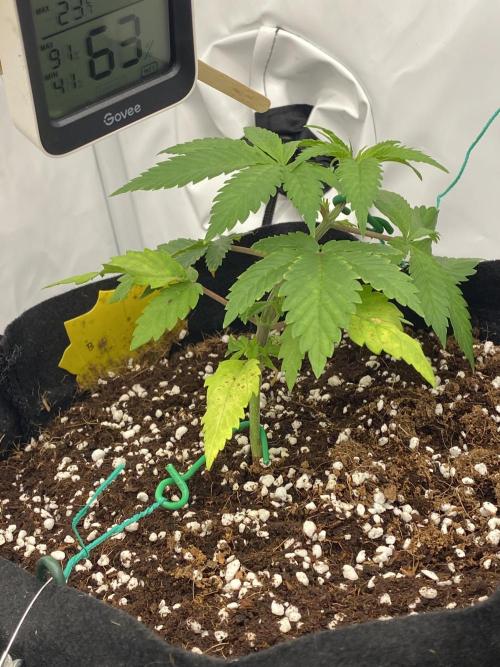 Lemon Shining Silver Haze coco 80x80x180. Week 4 - 04/11/25 Day 24  Bobby
