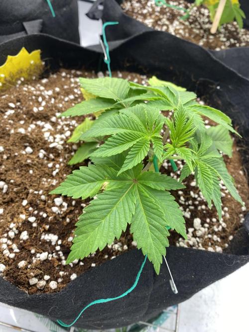 Lemon Shining Silver Haze coco 80x80x180. Week 4 - 05/11/25 Day 24  Cherry