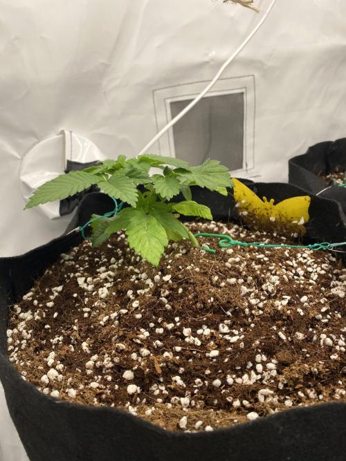 Lemon Shining Silver Haze coco 80x80x180. Week 4 - 05/11/25 Day 24  Alesha