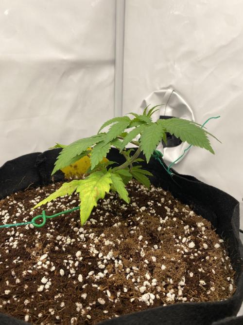 Lemon Shining Silver Haze coco 80x80x180. Week 4 - 05/11/25 Day 24  Bobby