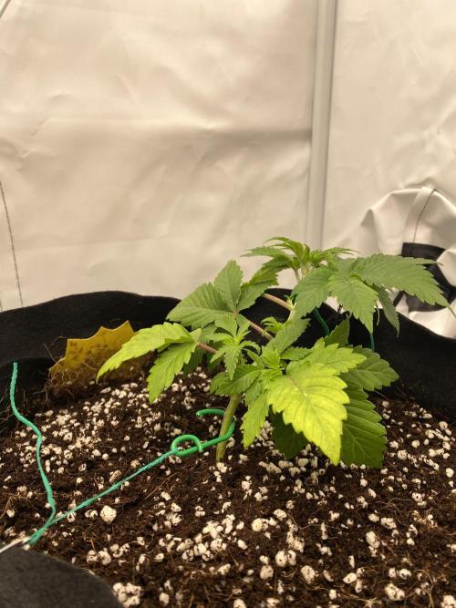 Lemon Shining Silver Haze coco 80x80x180. Week 4 - 06/11/25 Day 24  Cherry