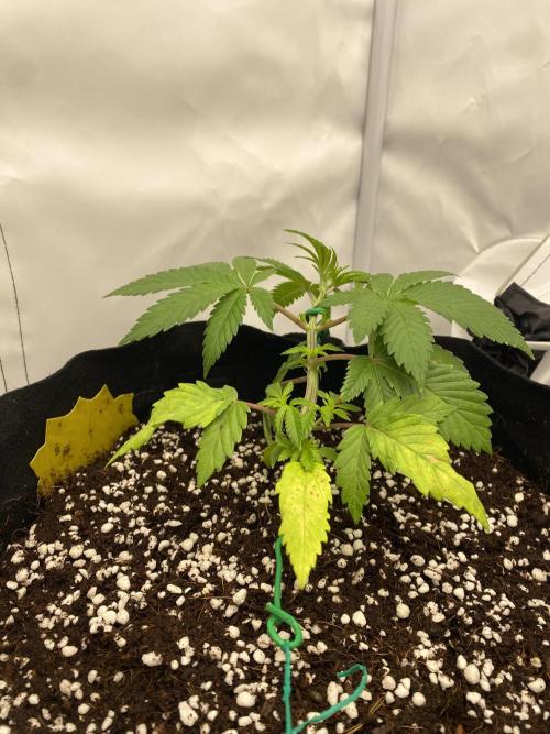 Lemon Shining Silver Haze coco 80x80x180. Week 4 - 06/11/25 Day 24  Bobby